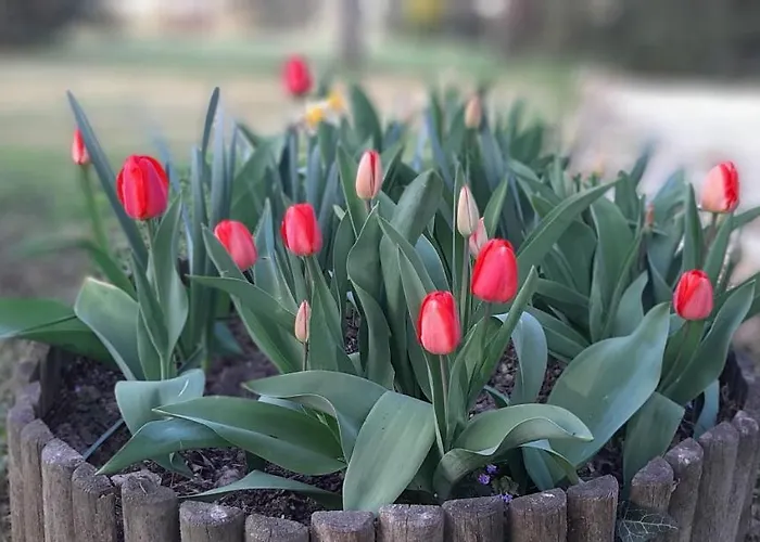 Bed & Breakfast La Torre Di Longara